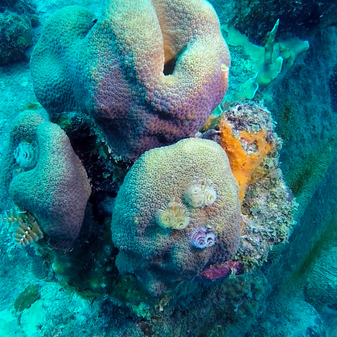 Finding Creative Inspiration from Bonaire's Beautiful Reef